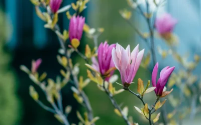 Wellness for Recovery