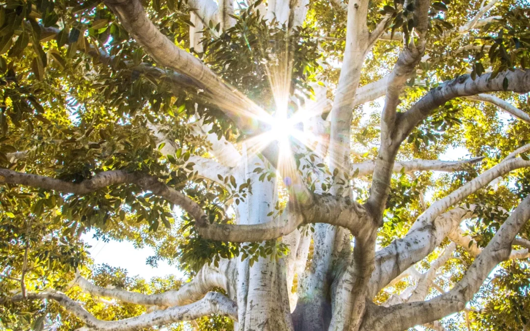 Finding Calm in Chaos with Mindfulness Techniques for Stressful Times