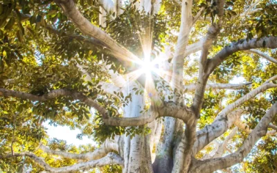 Finding Calm in Chaos with Mindfulness Techniques for Stressful Times